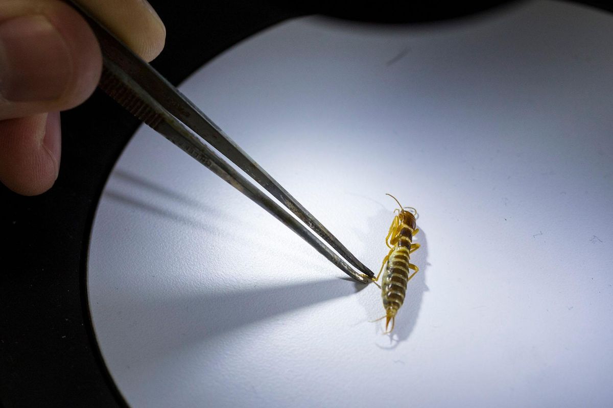 Sean Schoville, assistant professor of entomology at the University of Wisconsin-Madison, examines a Mount Spokane ice crawler on March 31, 2016. Schoville is researching the genetic differences of the ice crawlers. (Andy Manis / Special to The Spokesman-Review)