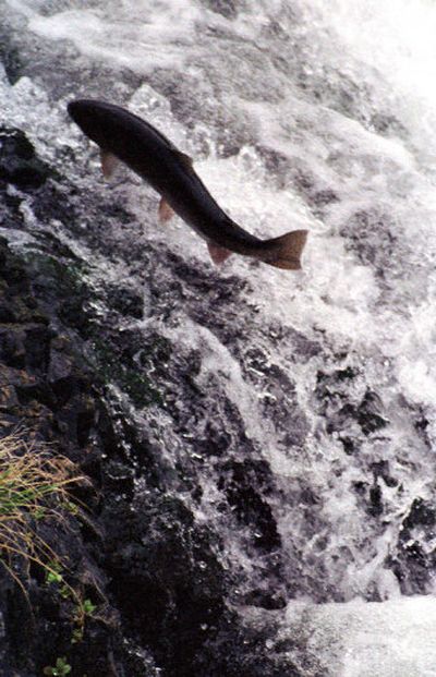 
A steelhead jumps in Sherars Falls on the Deschutes River, near Maupin, Ore., in this 2001 photo.
 (File/Associated Press / The Spokesman-Review)
