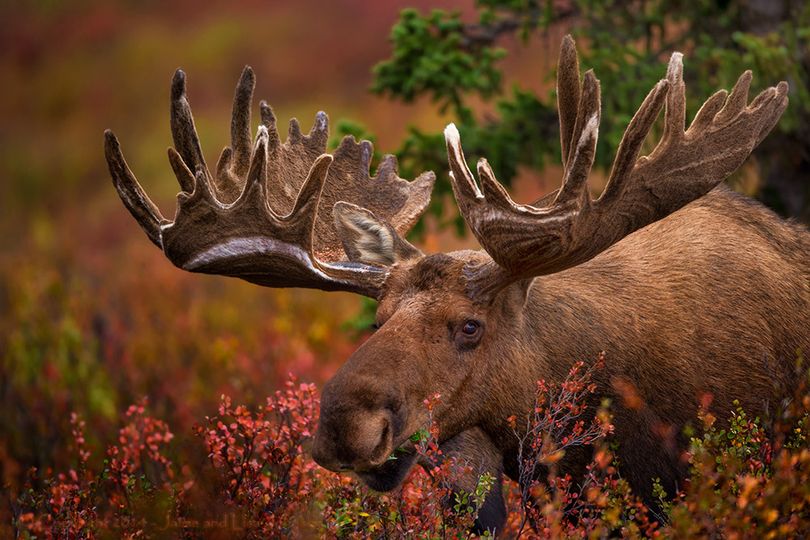 Bull moose during September in Montana. (Jaimie Johnson)