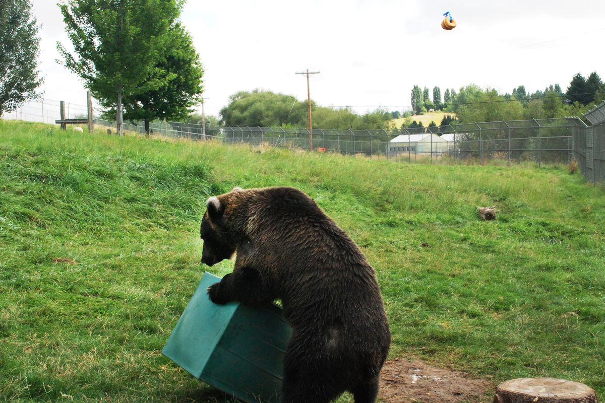 Using her paws, 9-year-old Kio flips a plastic box to position it under the hanging donuts as a footstool. The grizzly bear has started selecting the box over the tree stump, presumably because it is easier to manipulate, in a 2014 WSU study of whether bears can make use of tools. (Linda Weiford / WSU News)