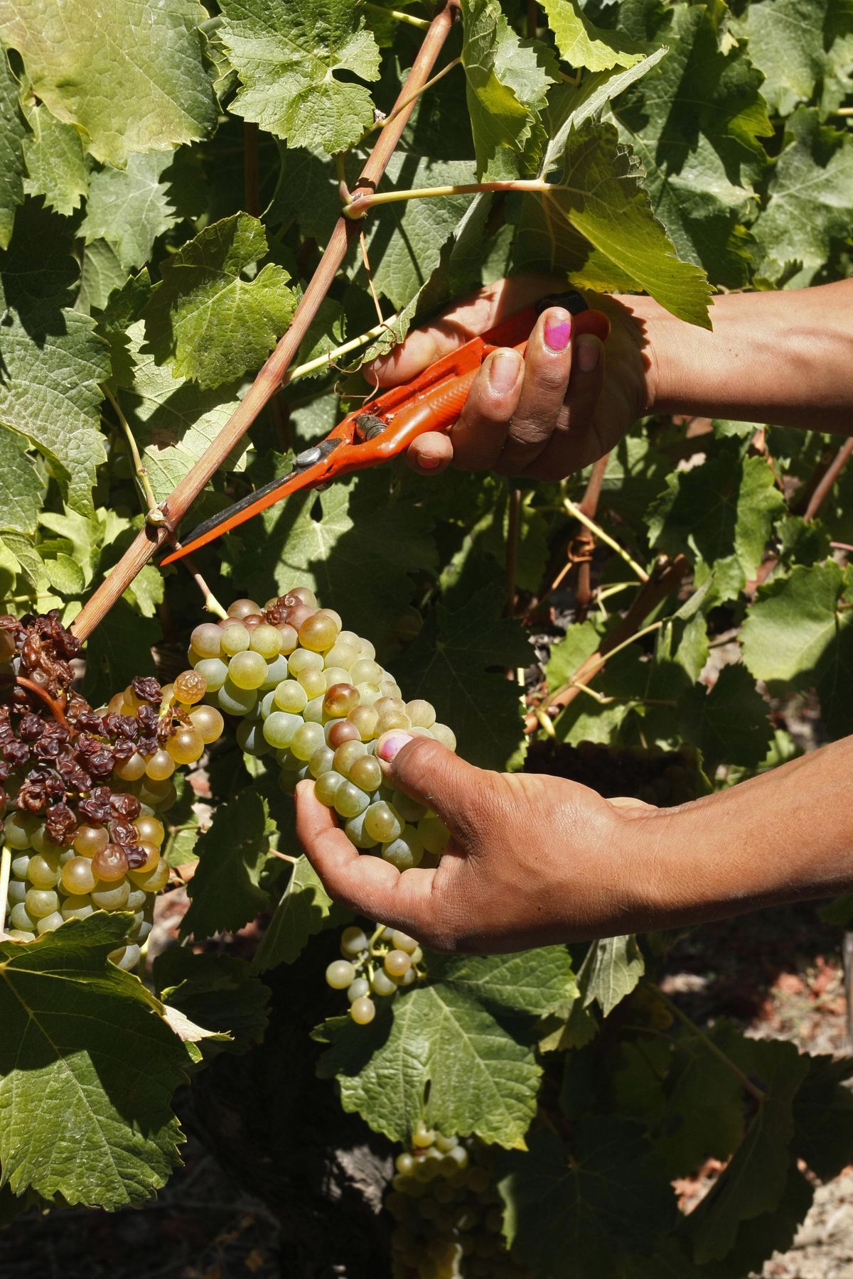 A vineyard worker cuts grapes from a vine in Majadilla, Chile, on March 10.  (Associated Press)