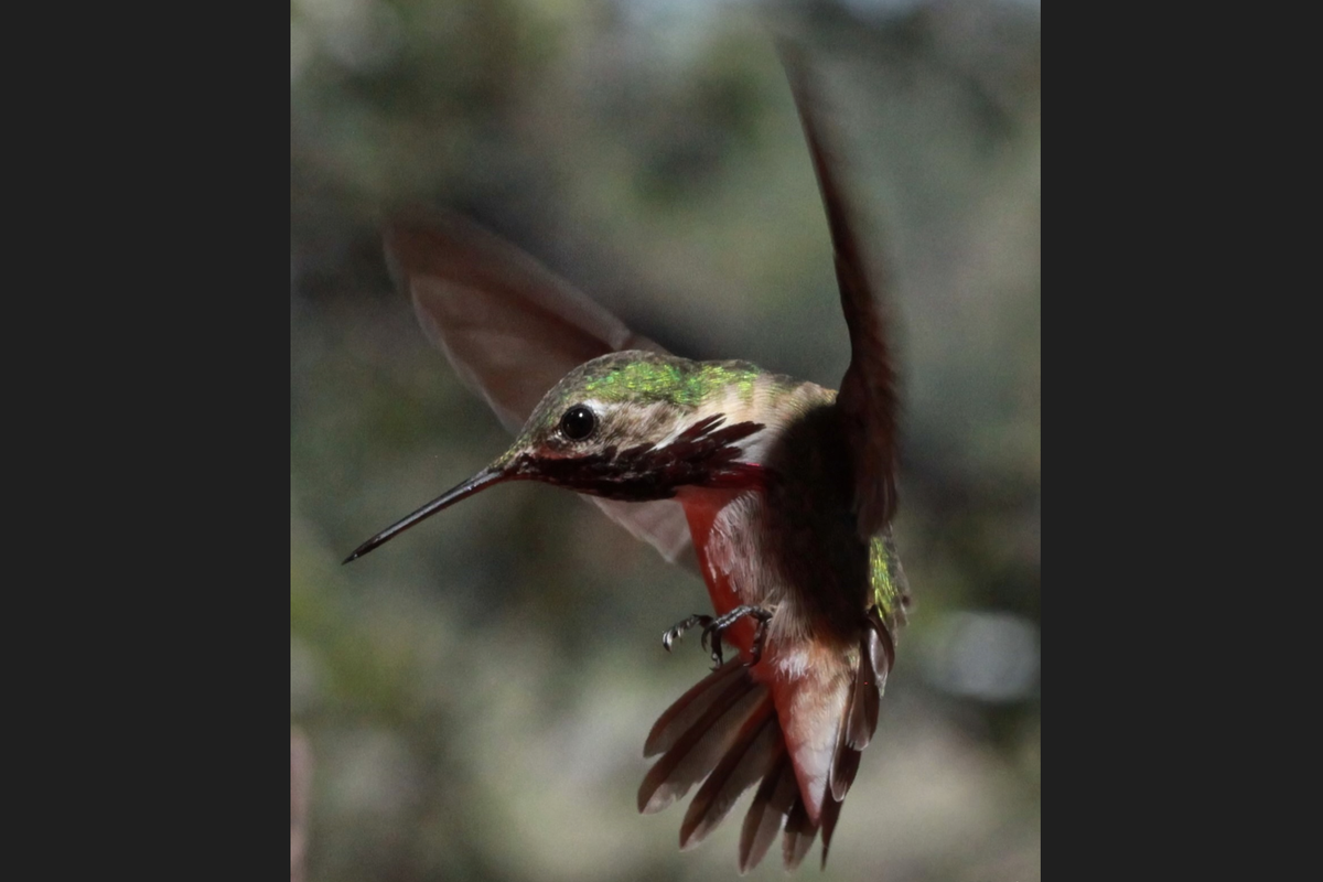 In Spokane, a male Calliope hummingbird hovers near a feeder in the backyard of naturalist Carl Barrentine.  (Courtesy of Carl Barrentine)