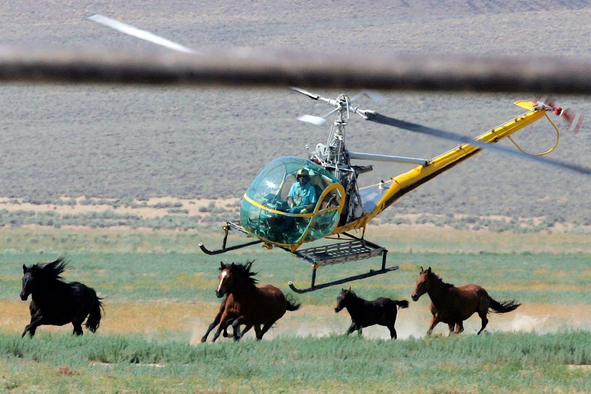 FILE - A livestock helicopter pilot rounds up wild horses from the Fox & Lake Herd Management Area on July 13, 2008, in Washoe County, Nev., near the town on Empire, Nev. A federal judge is considering temporarily suspending the capture of wild horses in Nevada where their advocates say the federal government is “needlessly and recklessly” killing free-roaming mustangs in violation of U.S. laws..  (Brad Horn)