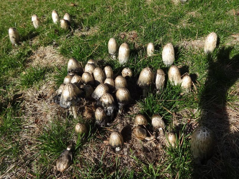 Inky cap mushrooms. (Rick Itami)