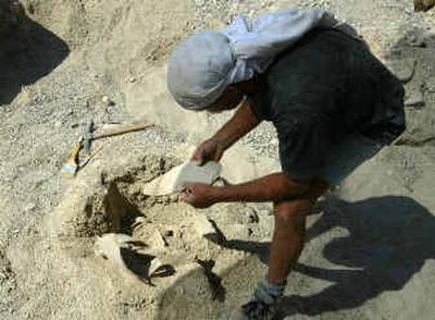 
Israeli archaeologist Yacov Kalman, one of the dig excavation directors, carefully removes pieces of an ancient pottery vessel on Tuesday, in Qumran.  Israeli archaeologist Yacov Kalman, one of the dig excavation directors, carefully removes pieces of an ancient pottery vessel on Tuesday, in Qumran.  
 (Associated PressAssociated Press / The Spokesman-Review)