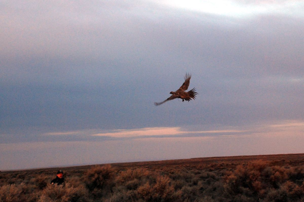 A male sage grouse that had been captured in Oregon is released before sunrise on March 27 with 23 others into their new home in the sage lands of Lincoln County, where the once abundant species disappeared in the 1980s. The release is part of a multiyear recovery effort.  (Photos by RICH LANDERS / The Spokesman-Review)