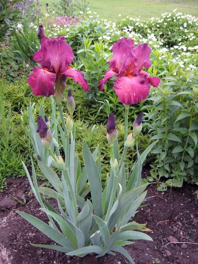 Irises add a touch of elegance to the garden.Special to  (SUSAN MULVIHILL Special to)