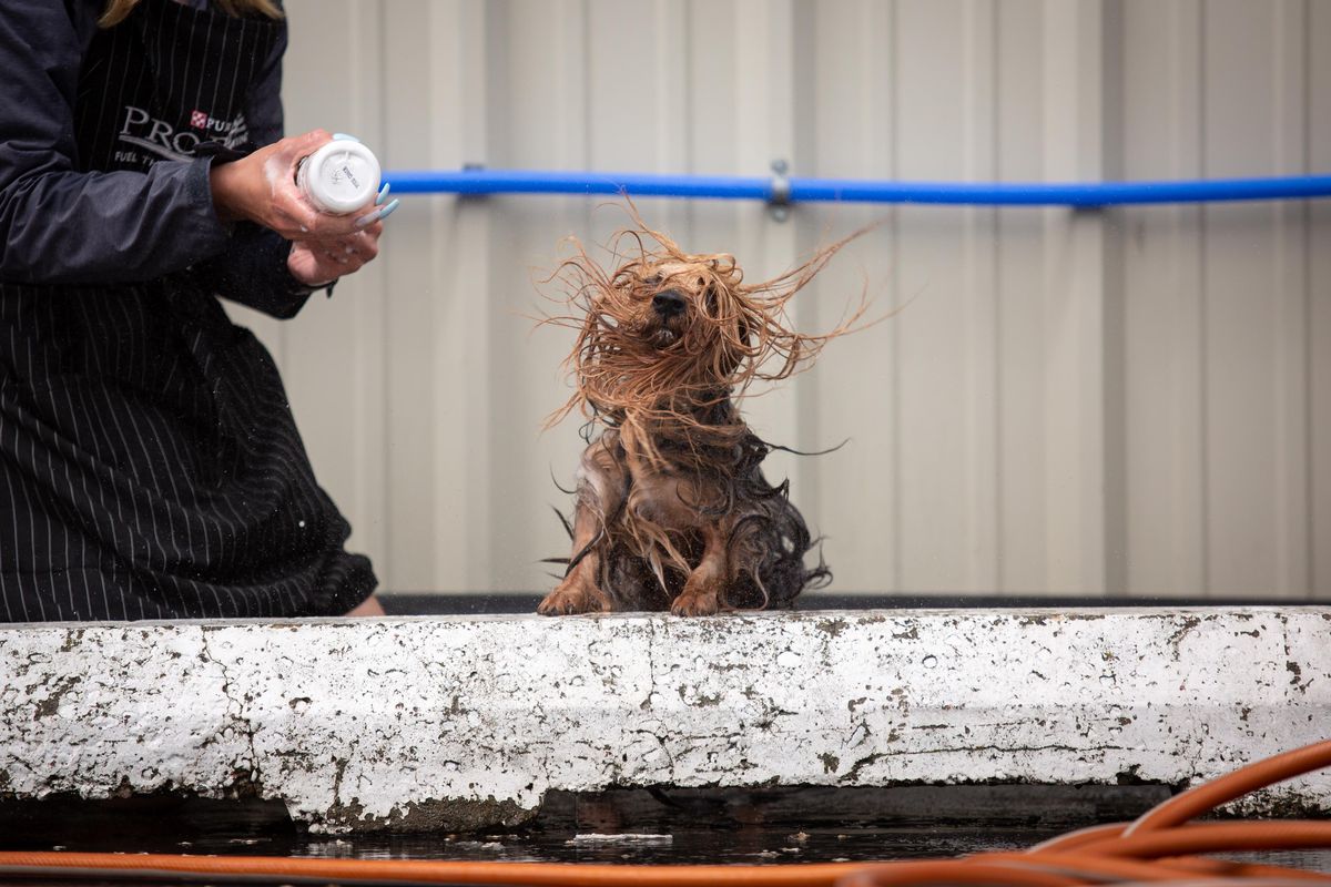 Corie Hebert washes Maverick, an Australian Silky Terrier, on May 26, 2019 at the Spokane Fair and Expo Center in Spokane Valley, Wash. Maverick is handled by Luke Baggenstos, and Hebert is his assistant. (Libby Kamrowski / The Spokesman-Review)