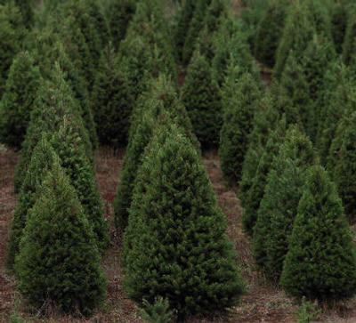 
Many Inland Northwesterners soon will be searching for the perfect Christmas tree.
 (File/ / The Spokesman-Review)