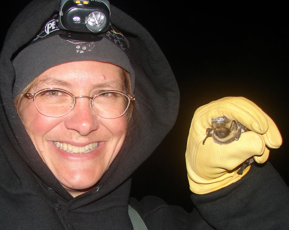 A hoary bat is ready for release by bat researcher Joanne Bonn of the Nez Perce National Forest. 