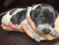 German Shorthaired Pointer