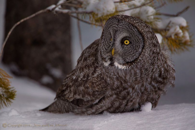 Great gray owl photographed near Great Falls, Mont. (Jaimie Johnson)