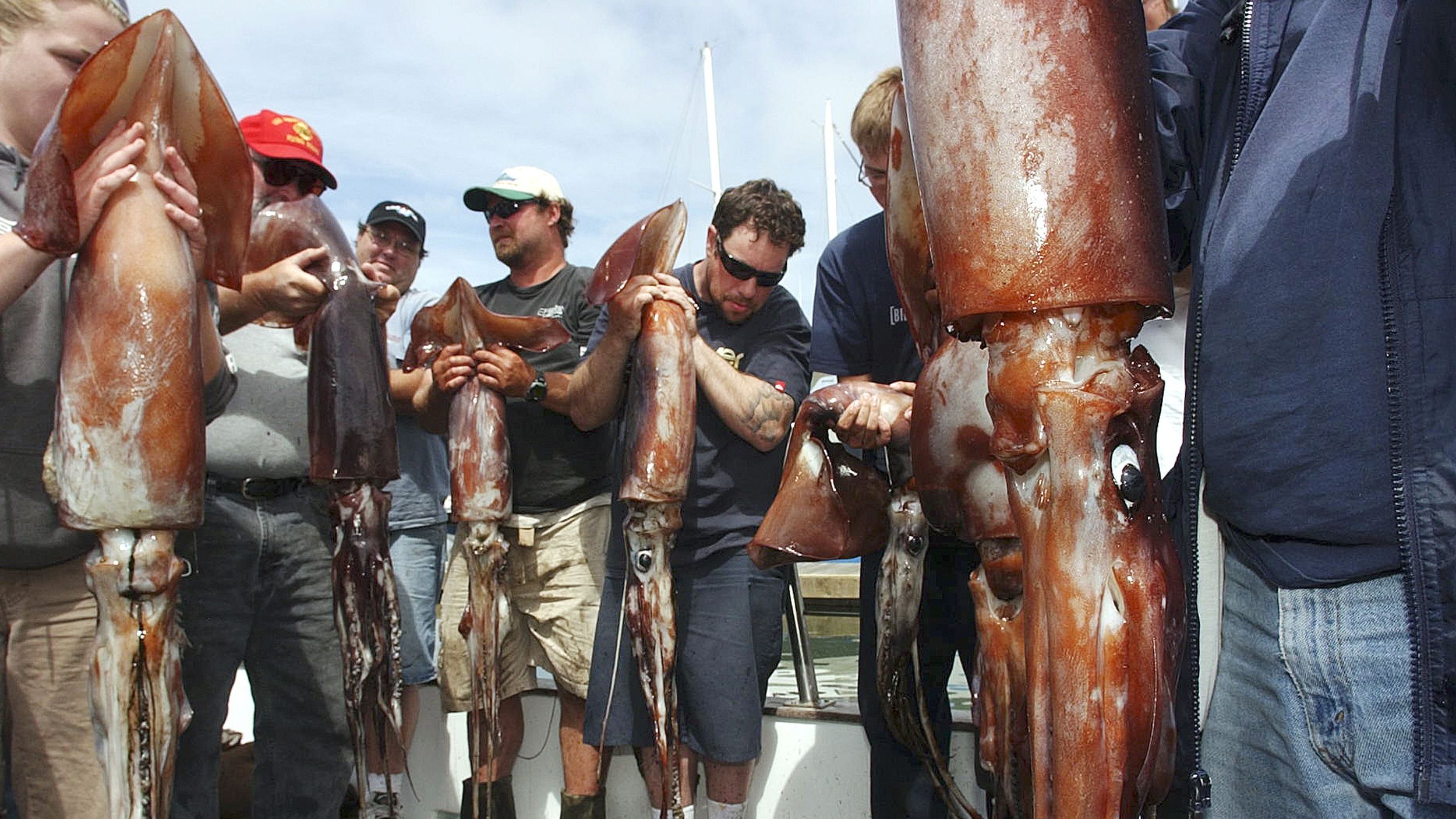 How to Find and Catch Humboldt Squid