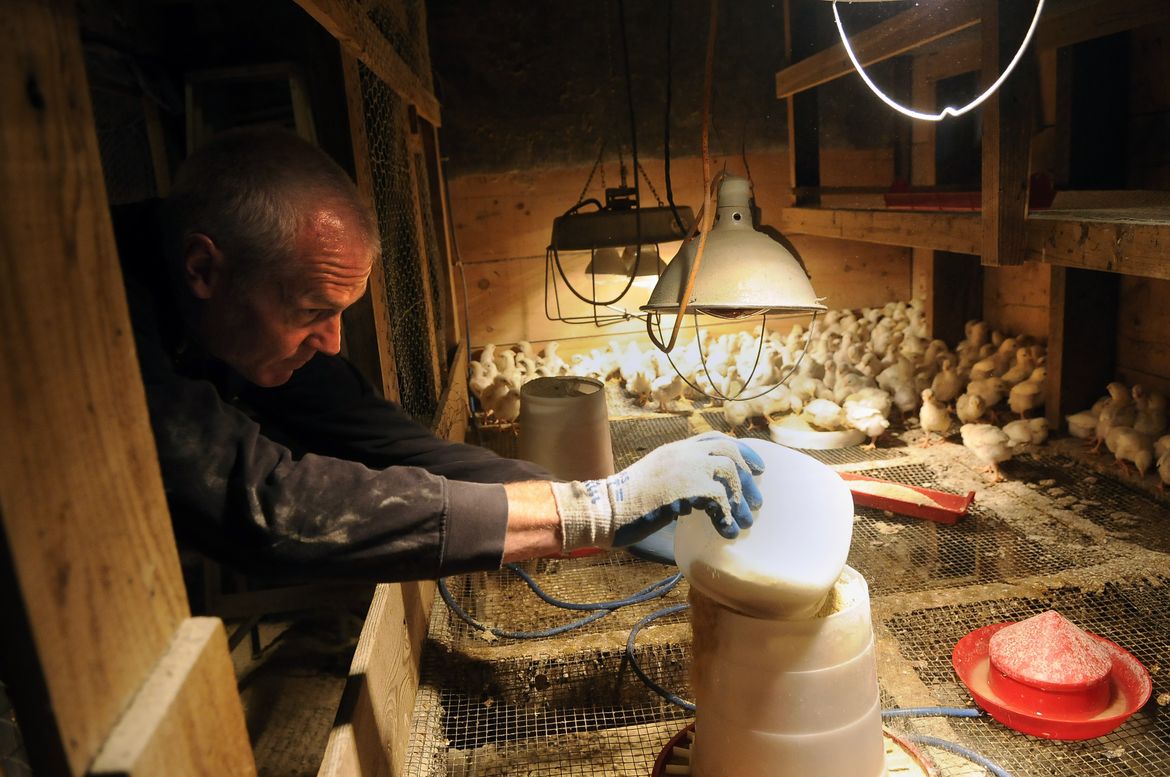 Organic FreeRange Chicken Farm A picture story at The SpokesmanReview