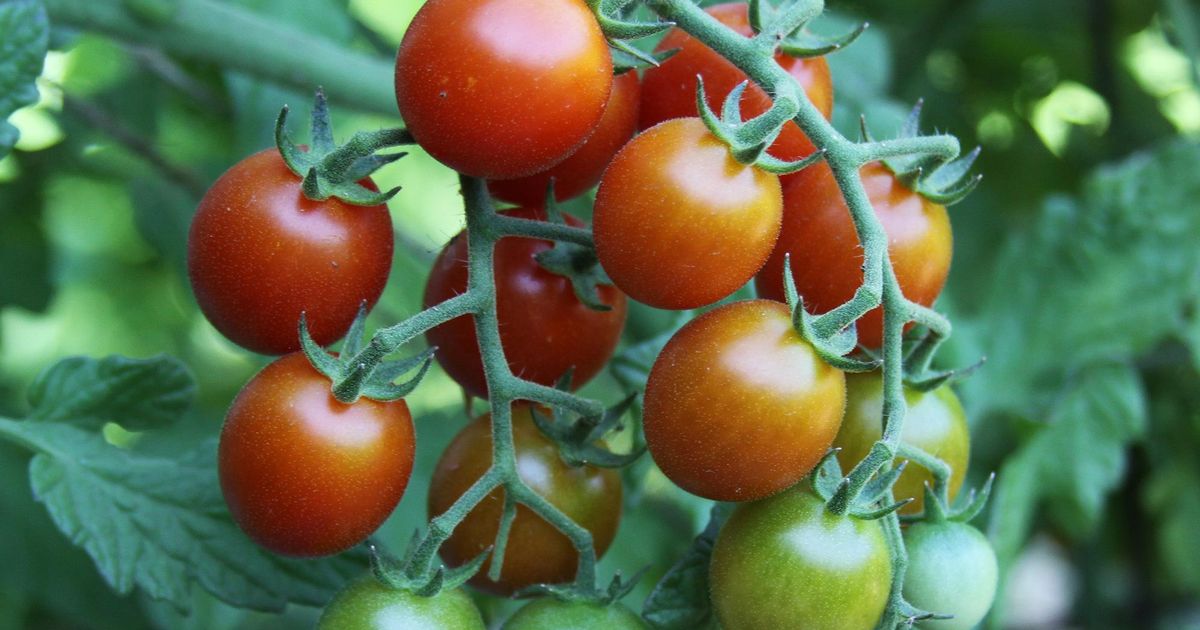 download bloodshot rotten tomatoes