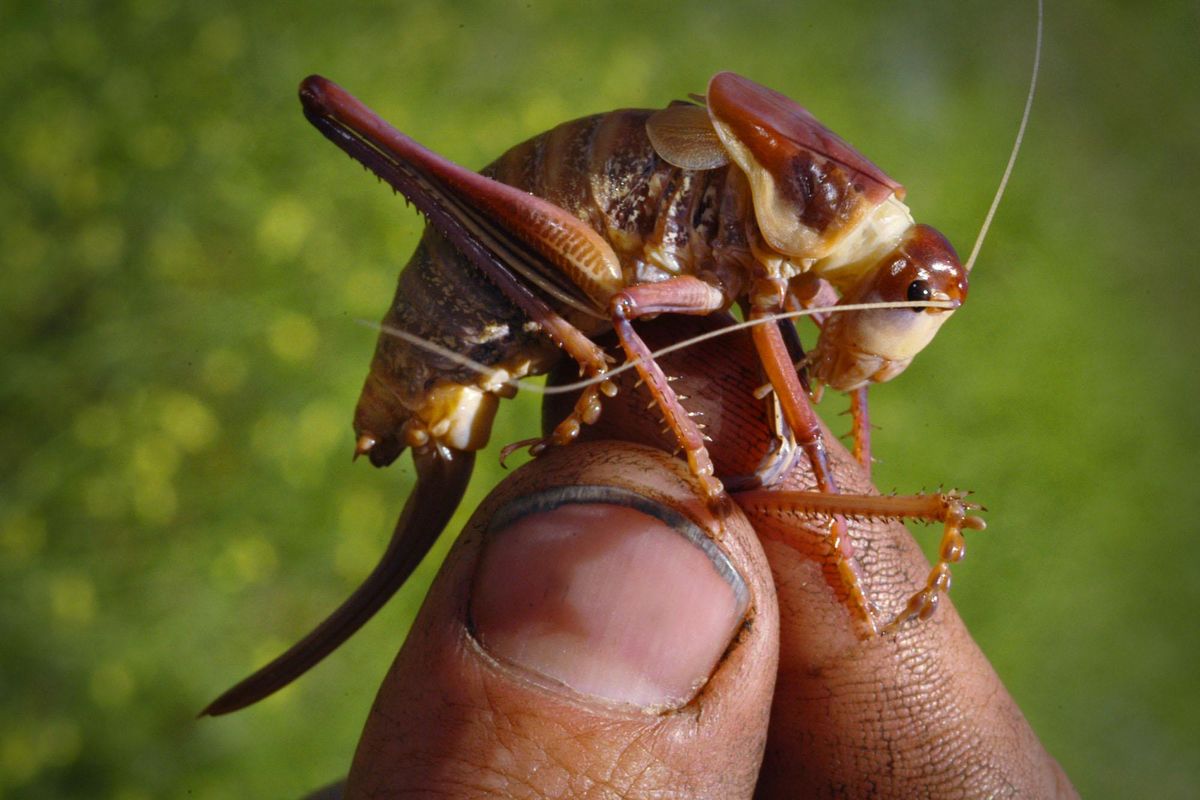 Close-up of a red colored mormon cricket that is just one of tens of thousands that have inundated Boise County in southern Idaho. (TROY MABEN)