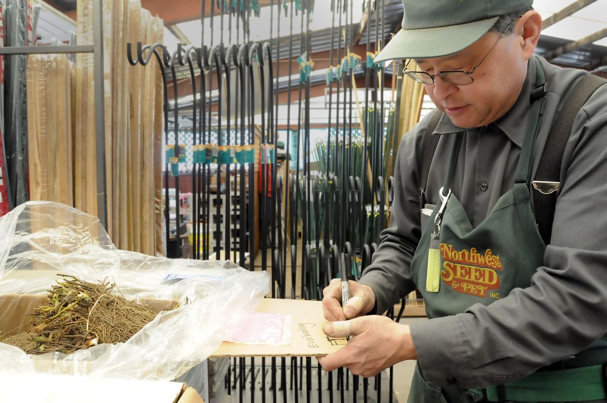 Left: Nursery manager Ken Norikane puts out new bare-root strawberry plants at Northwest Seed and Pet on Wednesday. (Jesse Tinsley / The Spokesman-Review)