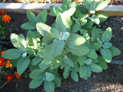 Sage is one of several aromatic herbs that help repel cabbage butterflies. Special to  (SUSAN MULVIHILL Special to / The Spokesman-Review)