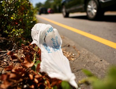 A plastic shopping bag caught on a shrub along Shore Drive in Virginia Beach. Litigation could cost the plastics industry and its insurers $20 billion in the US over the next eight years, according to a report backed by the United Nations and an Australian billionaire. (Stephen M. Katz)