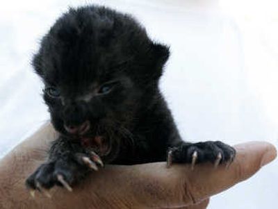 
A worker holds two-week-old black panther Milica in Belgrade's zoo on Saturday. Associated Press
 (Associated Press / The Spokesman-Review)