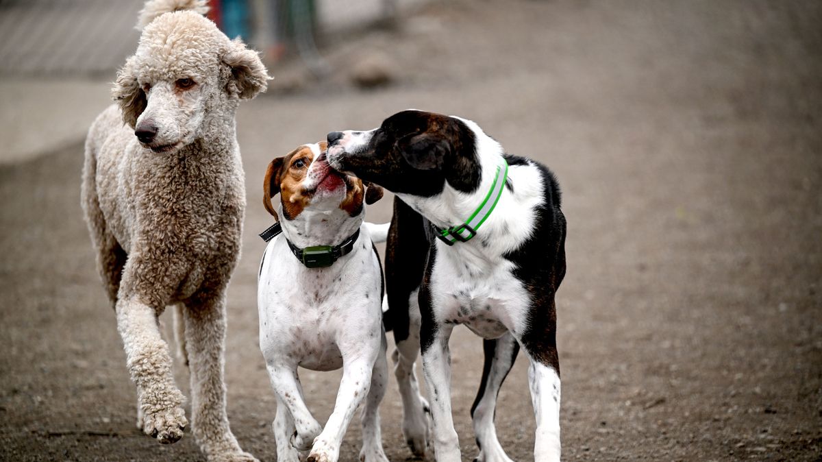 Dog park friends, from left, Charlie, Yogi and Bailey play at the Patricia Simonet Laughing Dog Park in Liberty Lake on Thursday. The dog park was slated for closure on April 21, when the county’s lease with WSDOT for the more than 3-acre off-leash park was set to expire. (Kathy Plonka/The Spokesman-Review)
