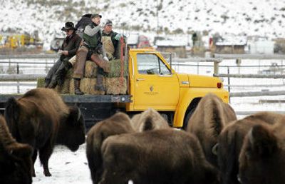 
This photo provided by the National Park Service shows workers, left to right, Randy Wuertz, Brian Helms and Royce Sene counting captured bison earlier this month  in  Yellowstone National Park in Montana. 
 (Associated Press / The Spokesman-Review)
