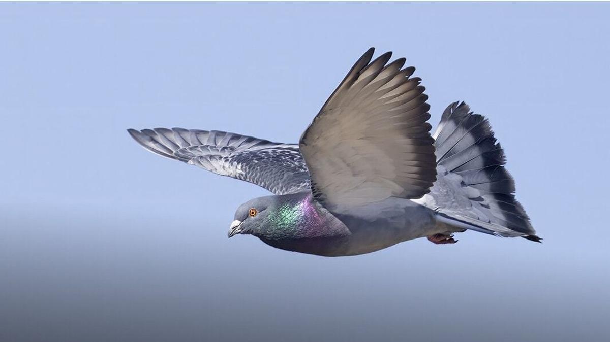 A rock pigeon takes flight west of Spokane. Fast, agile and remarkable navigators, pigeons were used to carry messages during warfare.  (Tom Munson)