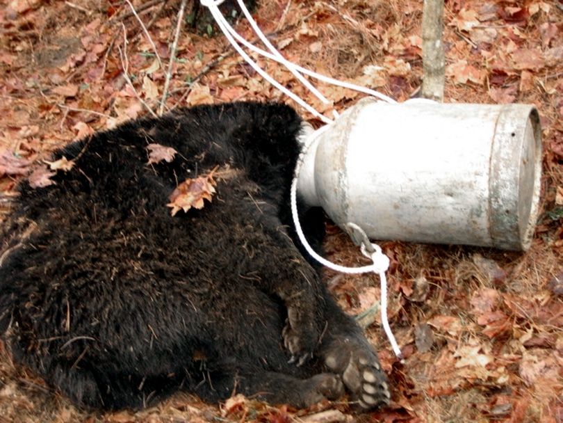 In this Sunday, April 18, 2010 photo released by the Vermont Department of Fish and Wildlife, a 120-pound Vermont black bear is seen with its head stuck in a milk can in Reading, Vt. It took a state biologist, firefighters and police about 45 minutes to free the bear's head from the can after the animal was found late Sunday morning off Vermont Route 106 in Reading. Officials estimate the bear had its head stuck in the old-fashioned milk can for at least six hours before it was found. Fish and Wildlife Biologist Forrest Hammond says the bear had been running and bumping into trees and boulders. (Forrest Hammond / Vermont Department Of Fish And W)