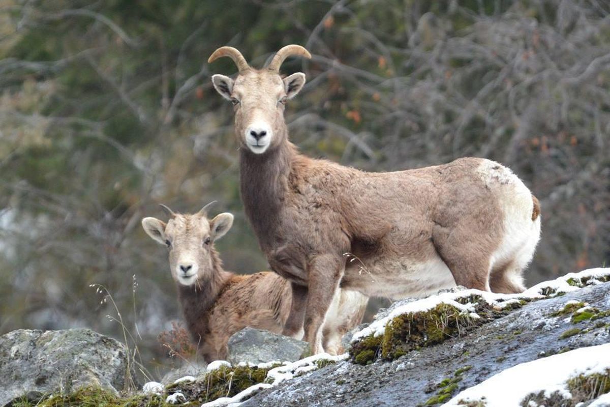 A bighorn sheep ewe, apparently pregnant, stands at right with a yearling bighorn on Vulcan Mountain in Ferry County. (J. Foster Fanning / J. Foster Fanning photo)