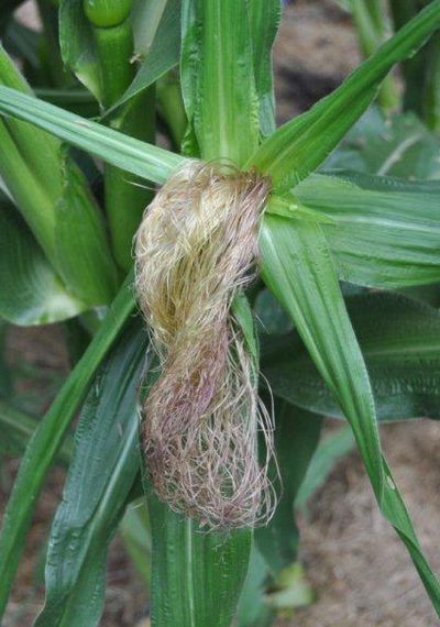Pollen from the corn plant tassel finds its way down the hollow tube of the silk to form corn we harvest three weeks later.