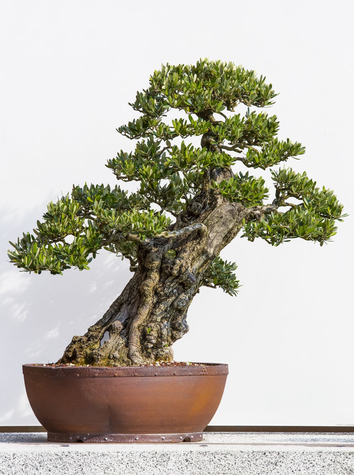 An olive bonsai. (Chicago Botanic Garden/Chicago Botanic Garden)