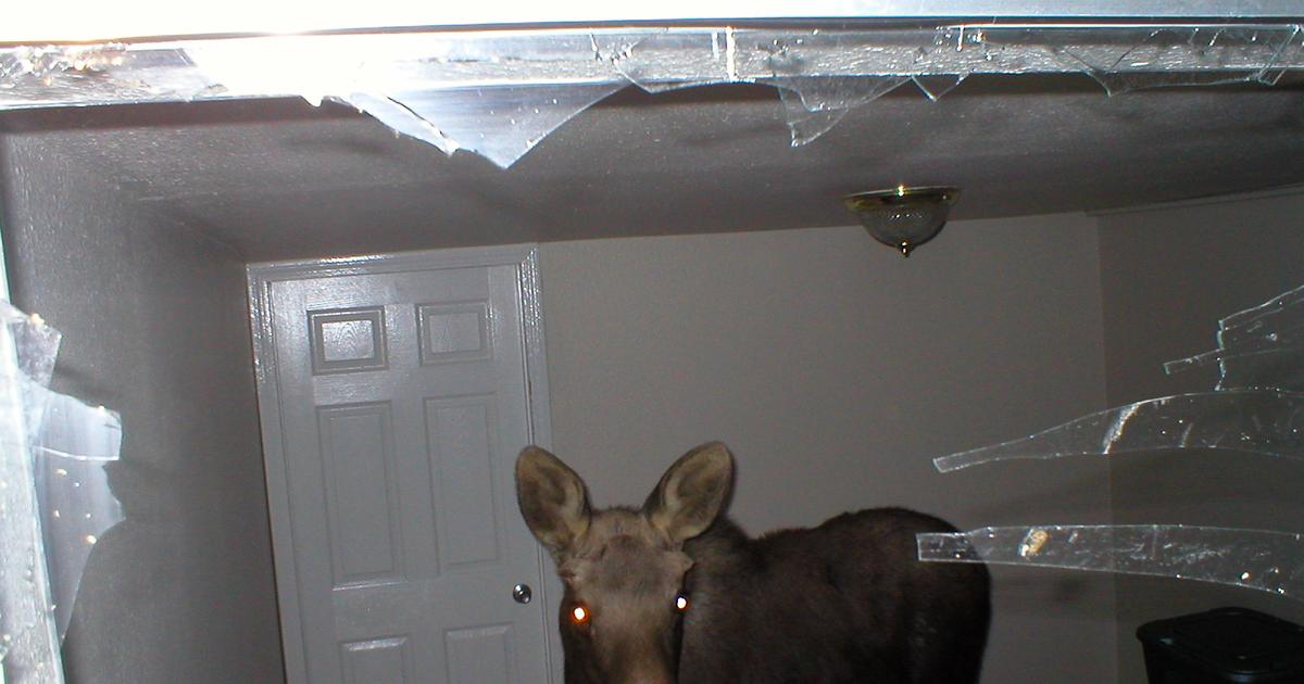 Moose crashes into N. Spokane basement bedroom