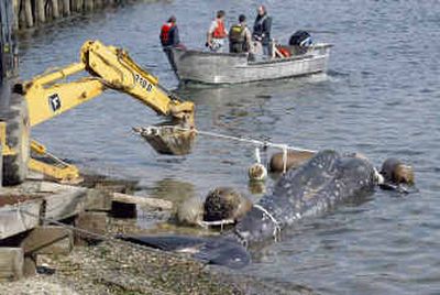 
A gray whale that died is towed out of the Puget Sound Naval Shipyard to the EPA lab in Manchester, Wash., on Wednesday. The young gray whale died after becoming wedged between pilings near the naval base.
 (Associated Press / The Spokesman-Review)