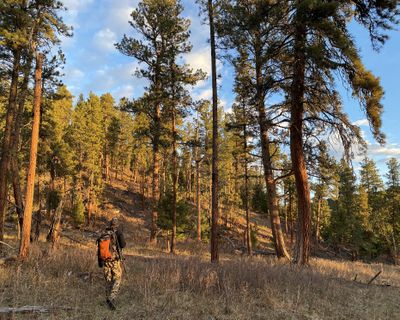 Morning light strikes a hillside as a hunter hikes through woods in Montana seeking game.  (Brett French)