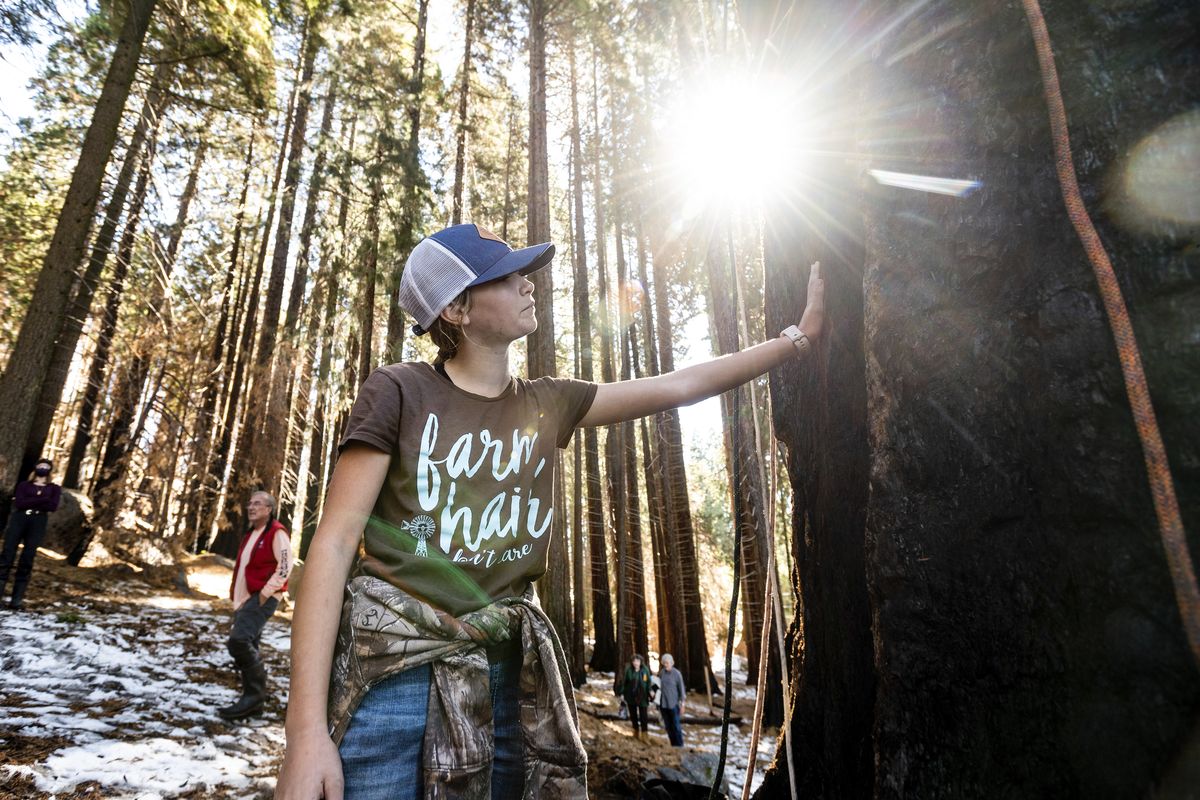Ashtyn Perry, 13, touches the Three Sisters sequoia tree on Oct. 27 during an Archangel Ancient Tree Archive planting expedition in Sequoia Crest, Calif.  (Noah Berger)