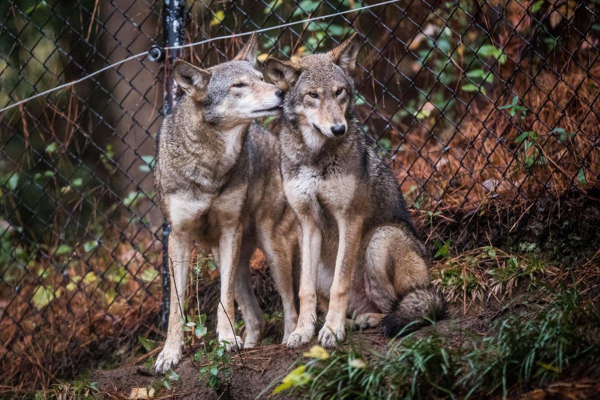 Red wolf pups are seen at the North Carolina Museum of Life and Science. (Salwan Georges / Washington Post)
