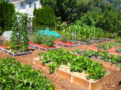 Raised beds are an ideal way to grow vegetables because they are easier to maintain than traditional vegetable gardens. Special to  (SUSAN MULVIHILL Special to / The Spokesman-Review)