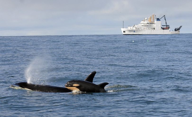 Newborn Orca calf L121 swims with its mother, L94, off Westport, Wash., with the NOAA research ship Bell M. Shimada in the background, in this photo taken Feb. 26, 2015. At least four new calves were known to be born to killer whales in Washington waters by the end of March.  ( NOAA Fisheries)