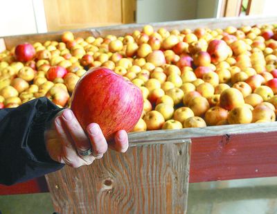 The apple harvest in the Yakima Valley is as much as two weeks late this year. (Associated Press)