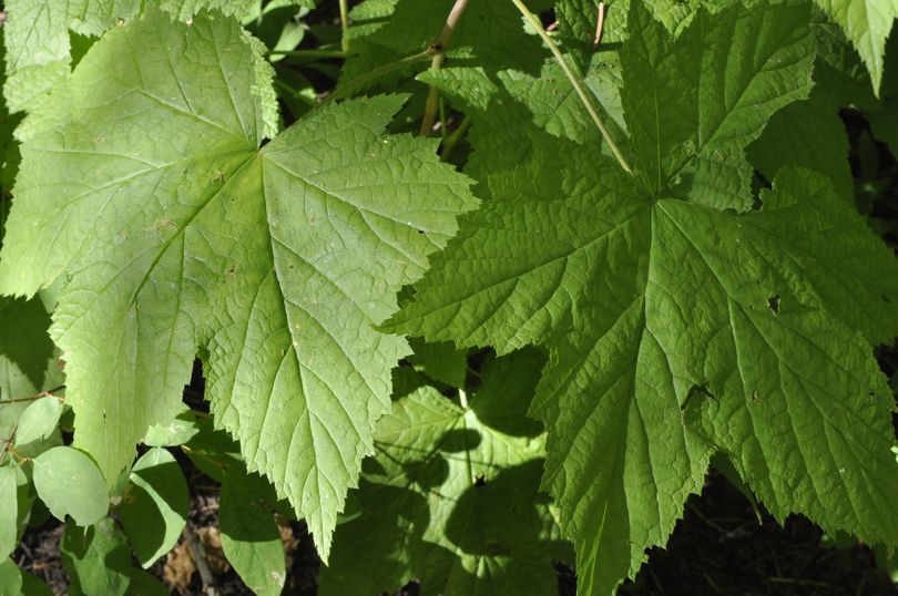 The soft, velvety leaves of thimbleberry line a woodland trail near Spokane Valley. (Mike Prager)