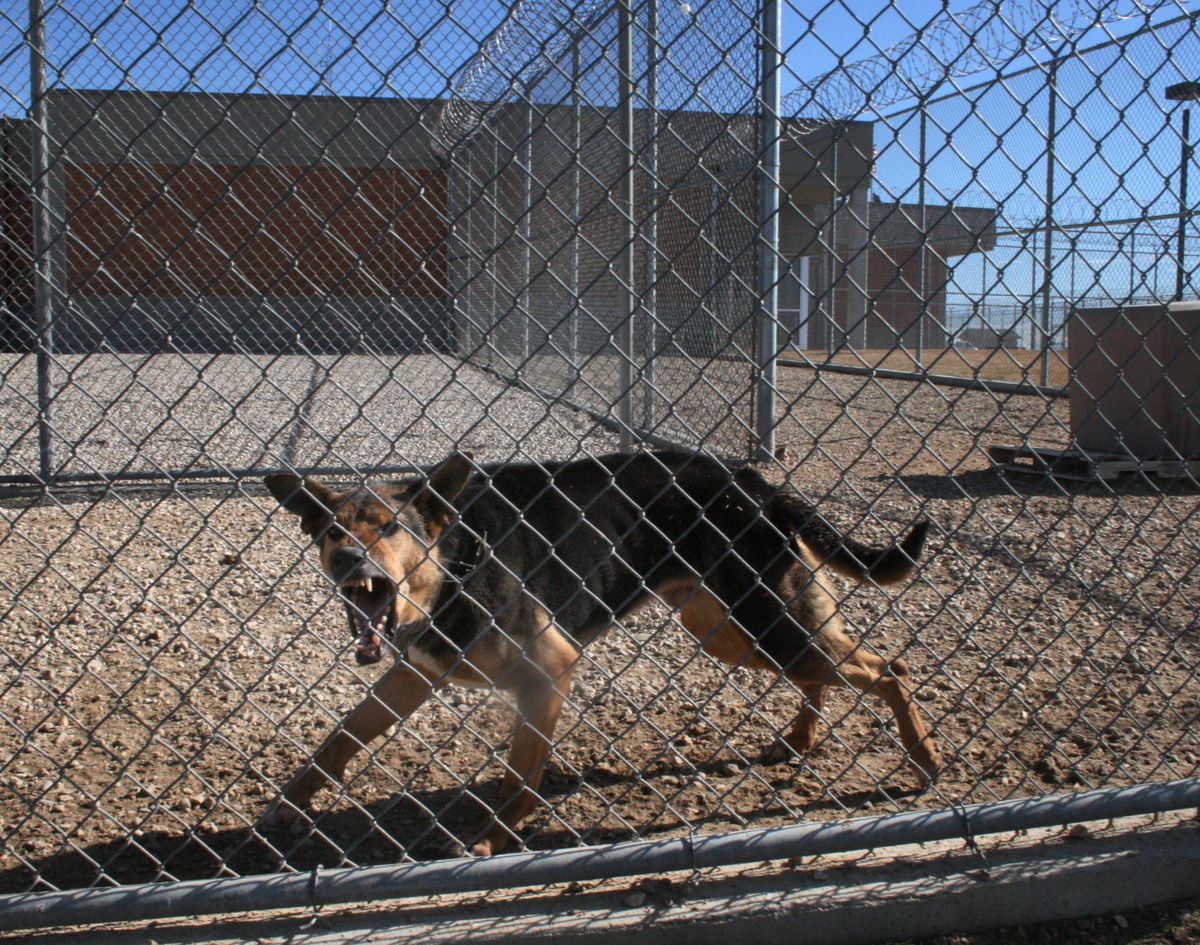 Scout, a German shepherd, barks at a stranger at the prison. (Paul Hosefros / The Spokesman-Review)