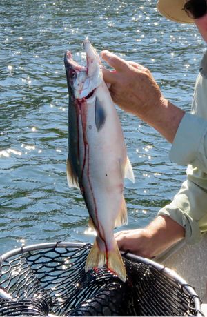 A 3-pound kokanee was caught by an angler at Rock Lake in Whitman County on Aug. 13, 2017. (Dick Thiel)