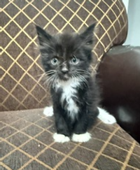 Maine Coon/Ragdoll Kittens