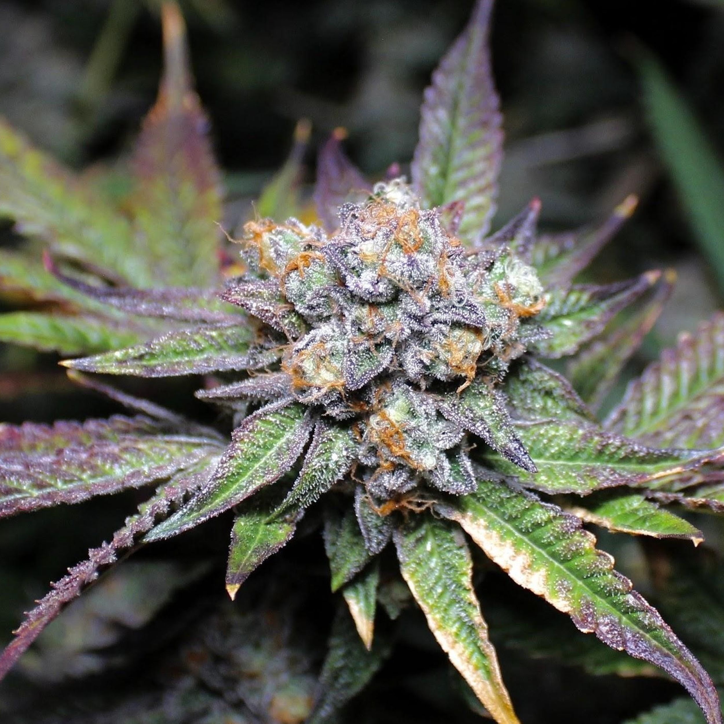 Strain of the Month: Do-Si-Dos | The