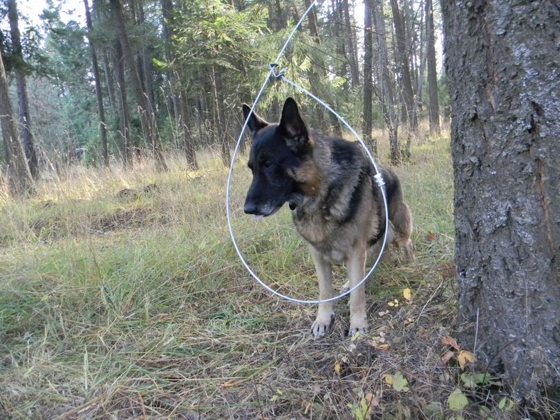 A dog posed by a snare. (Courtesy)