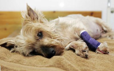 
Pebbles, shown Wednesday, died Thursday of kidney failure. Pet food tainted with rat poison is suspected in the Yorkshire terrier's death. At least 16 animals have died. 
 (The Spokesman-Review)