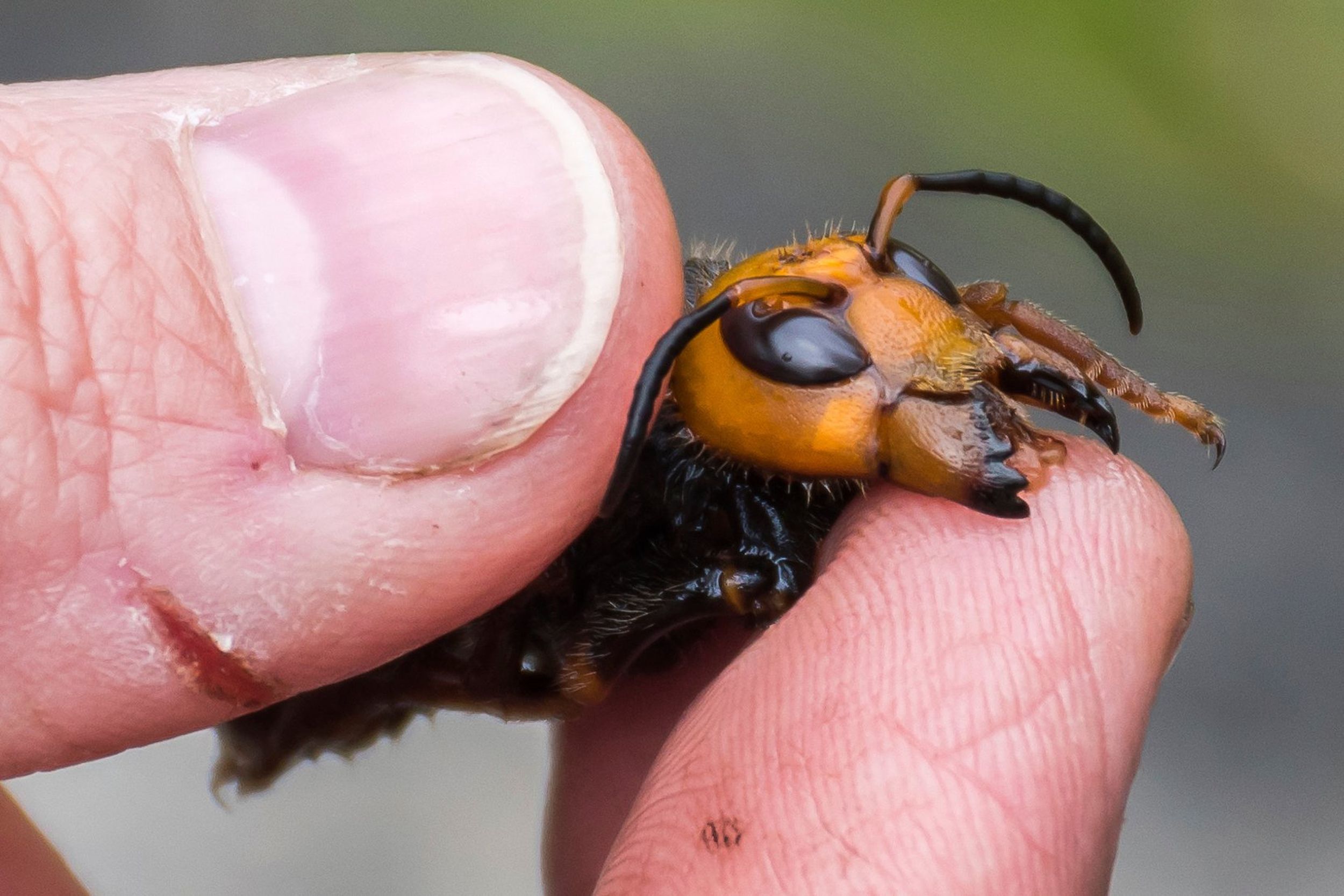 Invasive Giant Hornet Reported Seen In Kitsap County, Washington | The ...