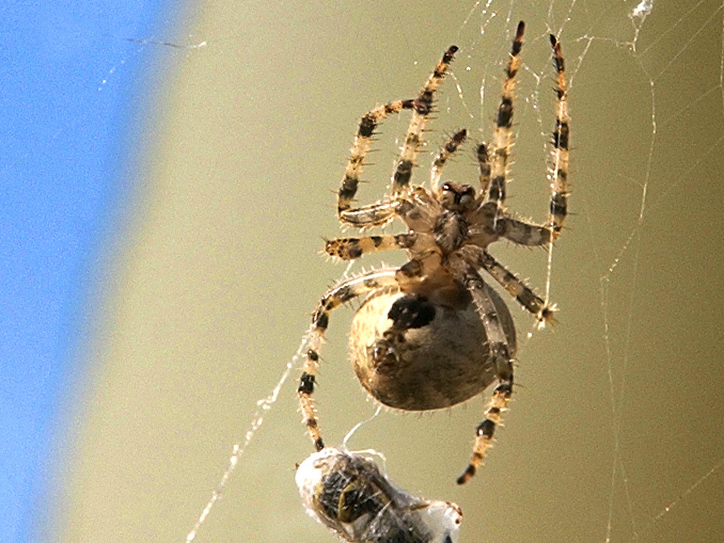 Prey Eye Orb