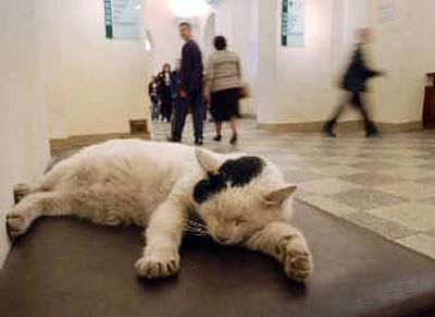 
 One of the Hermitage museum cats sleeps in a lobby of the museum in April. 
 (Associated Press / The Spokesman-Review)