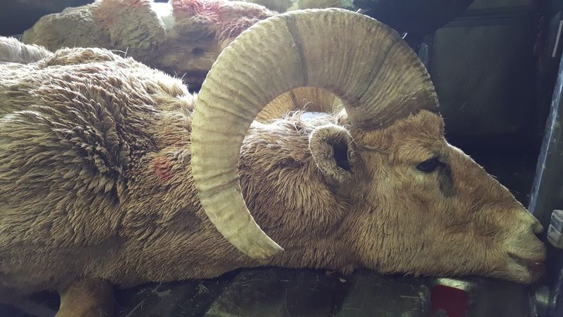 One of two bighorn rams Idaho Fish and Game euthanized to prevent potential disease spread after they came in close proximity to domestic sheep near Challis. (Idaho Department of Fish and Game)